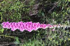 Digitalis purpurea